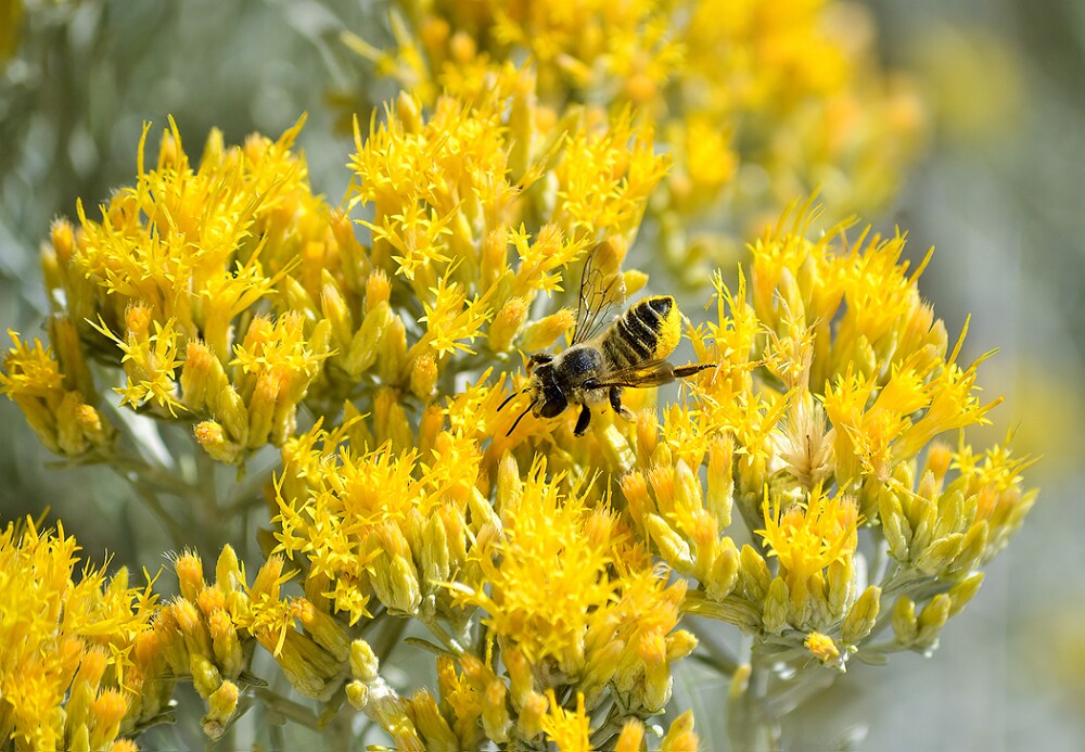 Ericameria-nauseosa-Common-rabbit-brush