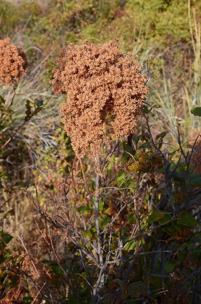 Holodiscus-discolor Ocean-spray 4