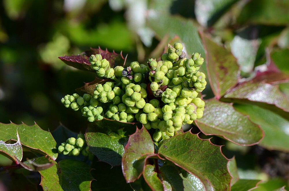 Mahonia-aquifolium-Oregon-grape