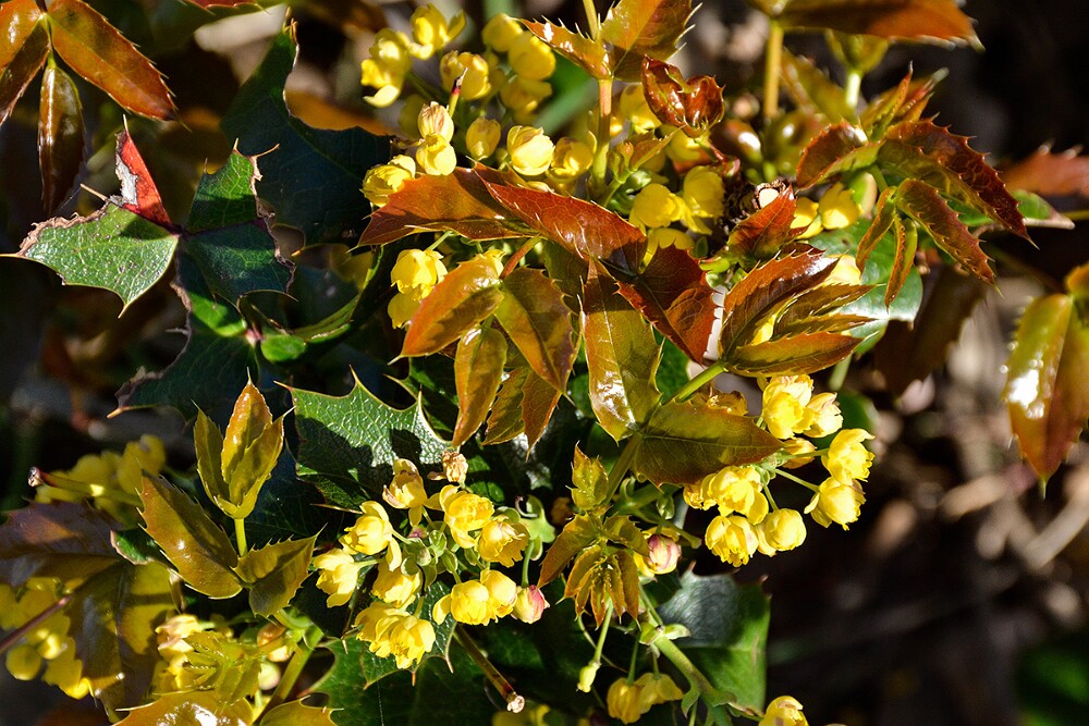 Mahonia-aquifolium Oregon-grape 3