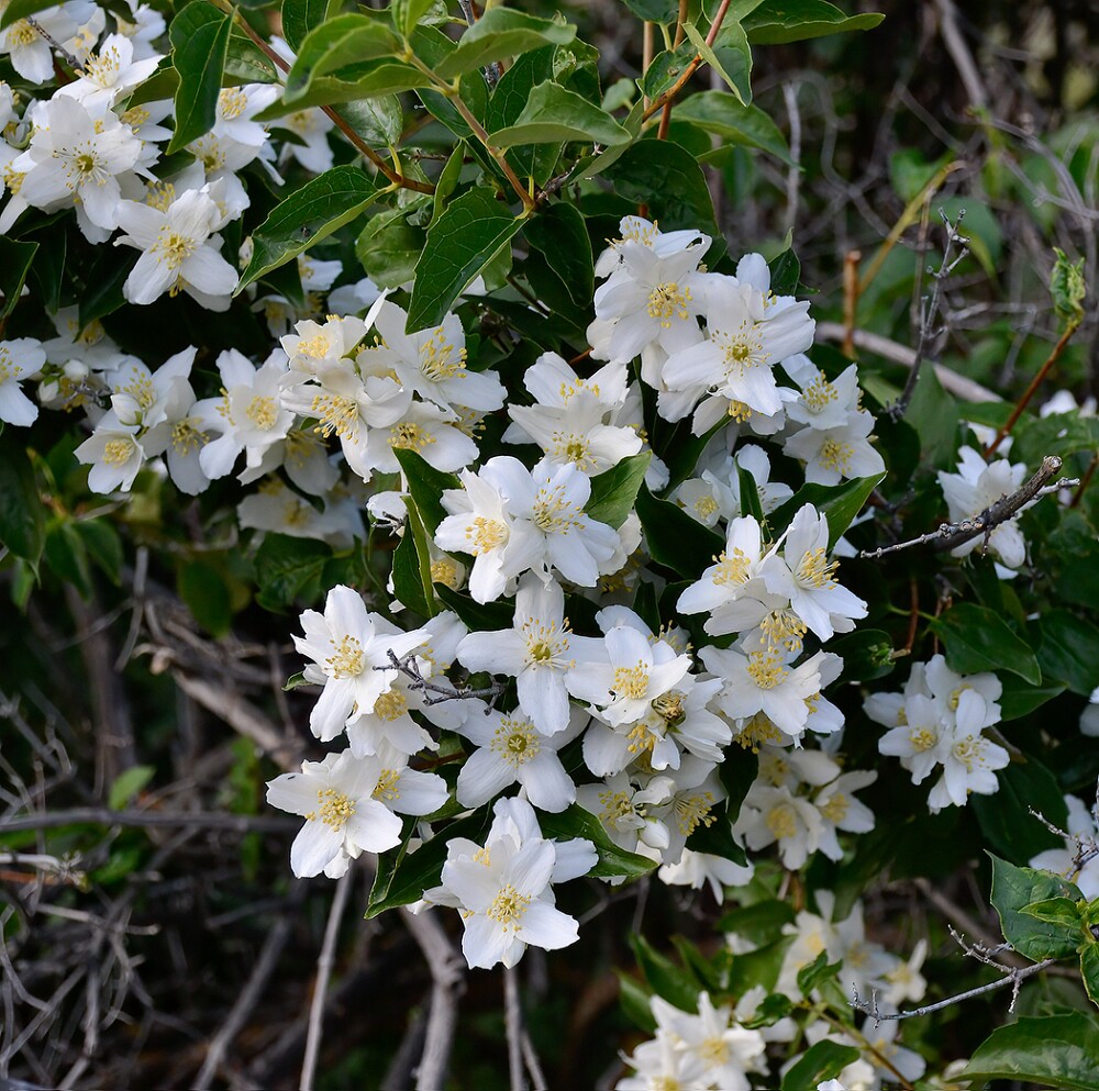 Philadelphus-lewisii-Mock-orange
