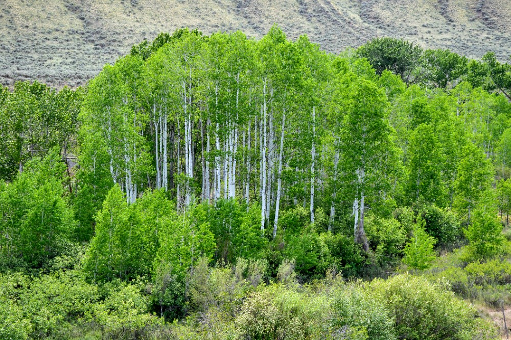 Populus-tremuloides Quaking-aspen