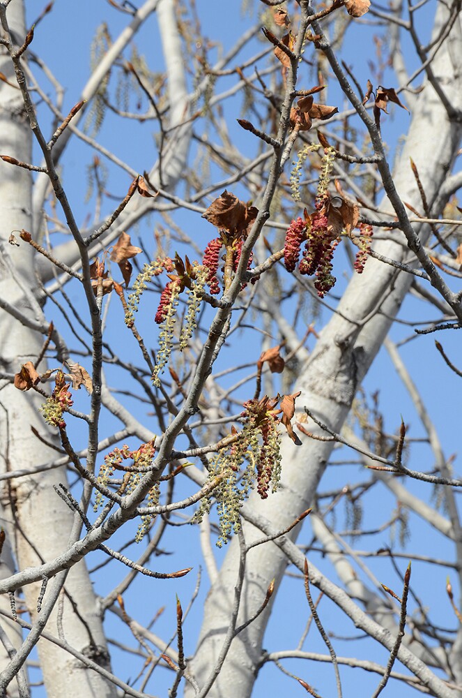 Populus-trichocarpa-Black-cottonwood