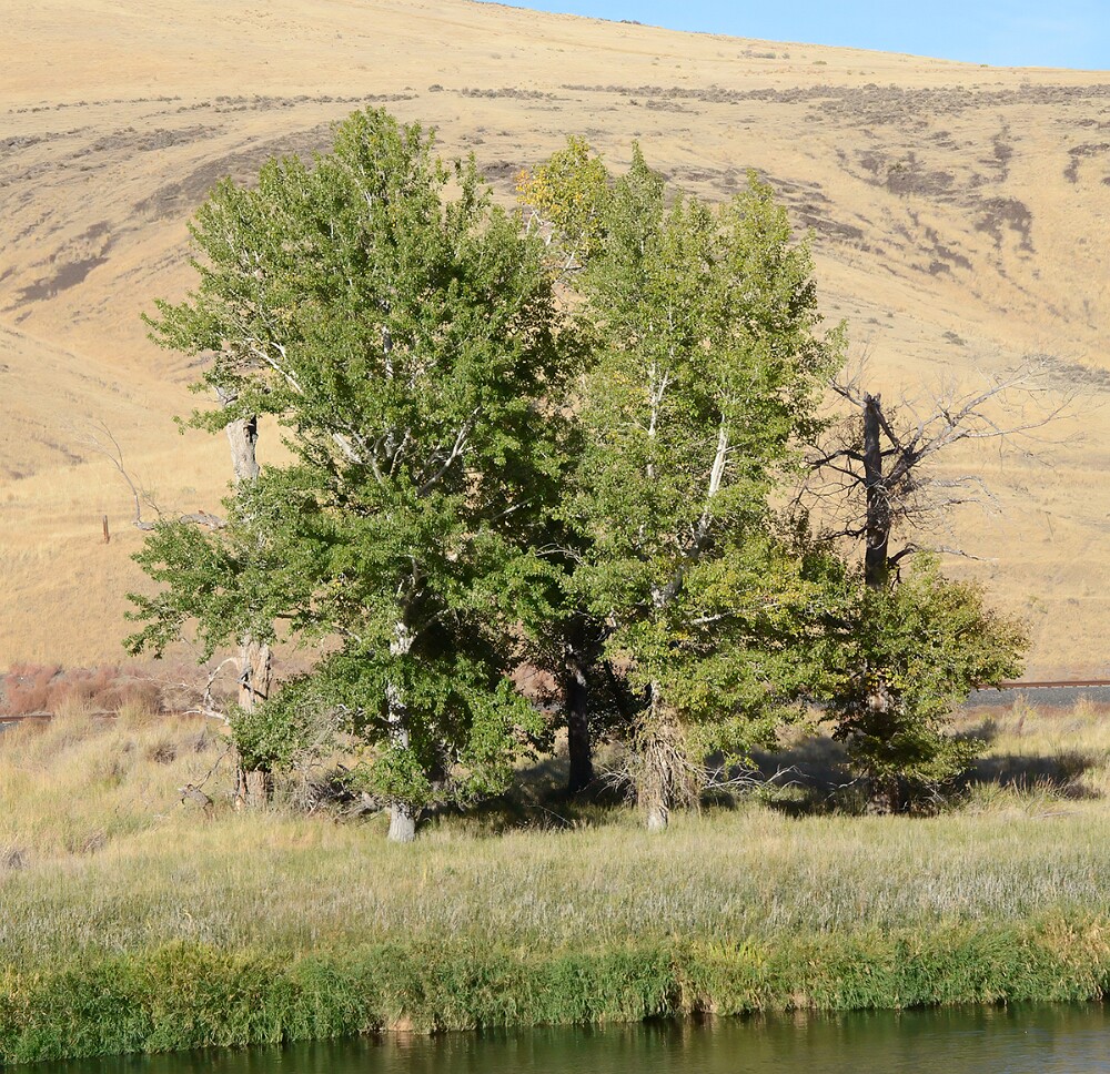 Populus-trichocarpa Black-cottonwood 3