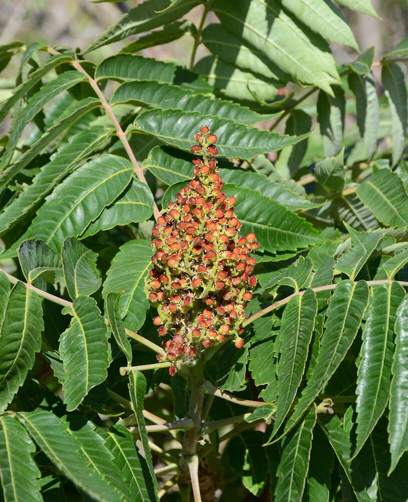 Rhus-glabra Smooth-sumac 4