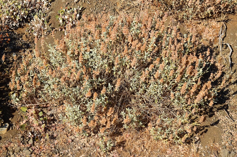 Salvia-dorrii-Purple-sage-3