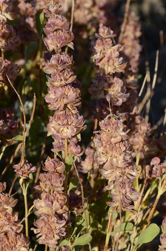 Salvia-dorrii-Purple-sage-4