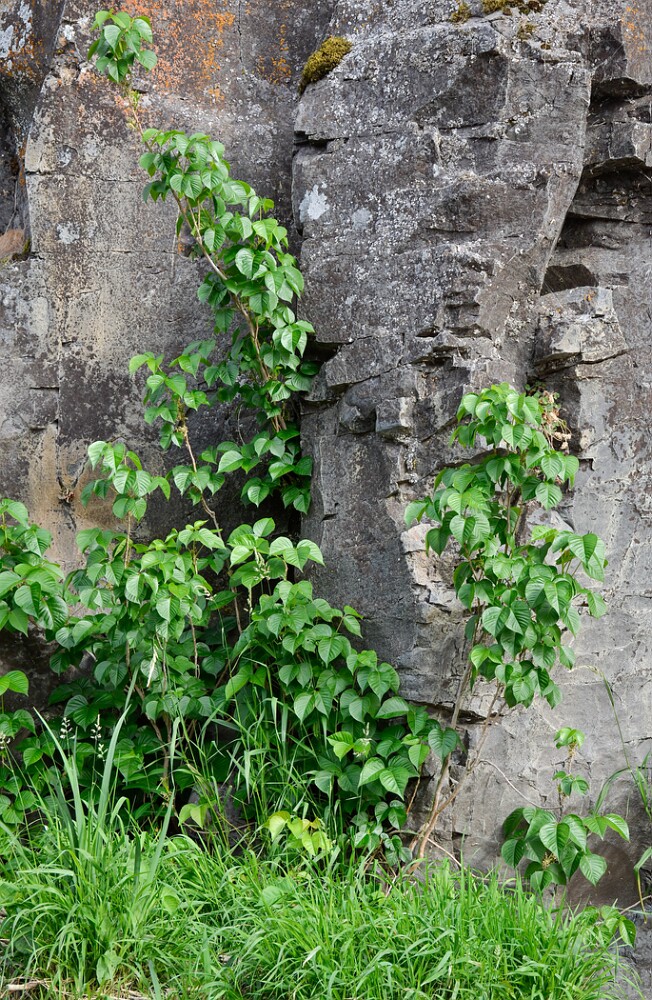 Toxicodendron-radicans-var.-rydbergii-Western-poison-ivy