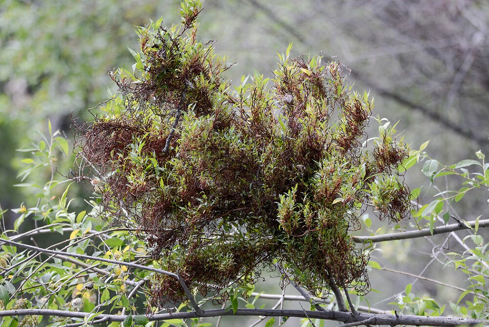 Witches' broom on Willow (1)