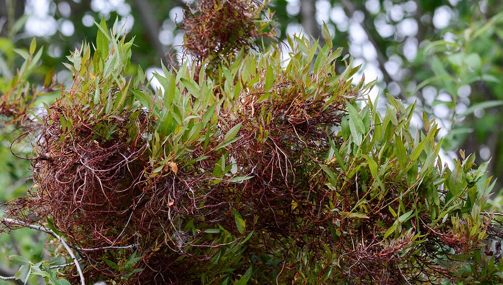 Witches' broom on Willow (2)