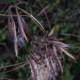 Apocynum-cannabinum Indian-hemp 2