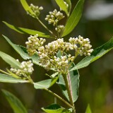 Apocynum-cannabinum Indian-hemp 4