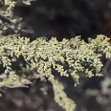 Artemisia-tridentata-Big sagebrush-3