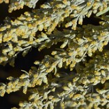 Artemisia-tridentata-Big-sagebrush-1