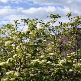 Cornus-stolonifera-Red-osier-dogwood-3