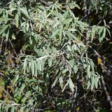 Elaeagnus-angustifolia-Russian-olive-1