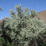Elaeagnus-angustifolia-Russian-olive
