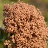 Holodiscus-discolor Ocean-spray 5