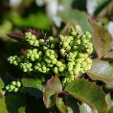 Mahonia-aquifolium-Oregon-grape