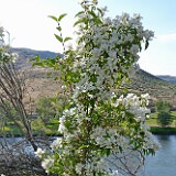 Philadelphus-lewisii-Mock-orange-1