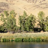 Populus-trichocarpa Black-cottonwood 2