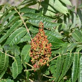 Rhus-glabra Smooth-sumac 4