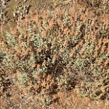 Salvia-dorrii-Purple-sage-3