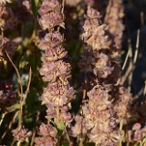 Salvia-dorrii-Purple-sage-4