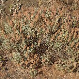 Salvia-dorrii-Purple-sage