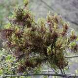 Witches' broom on Willow (1)