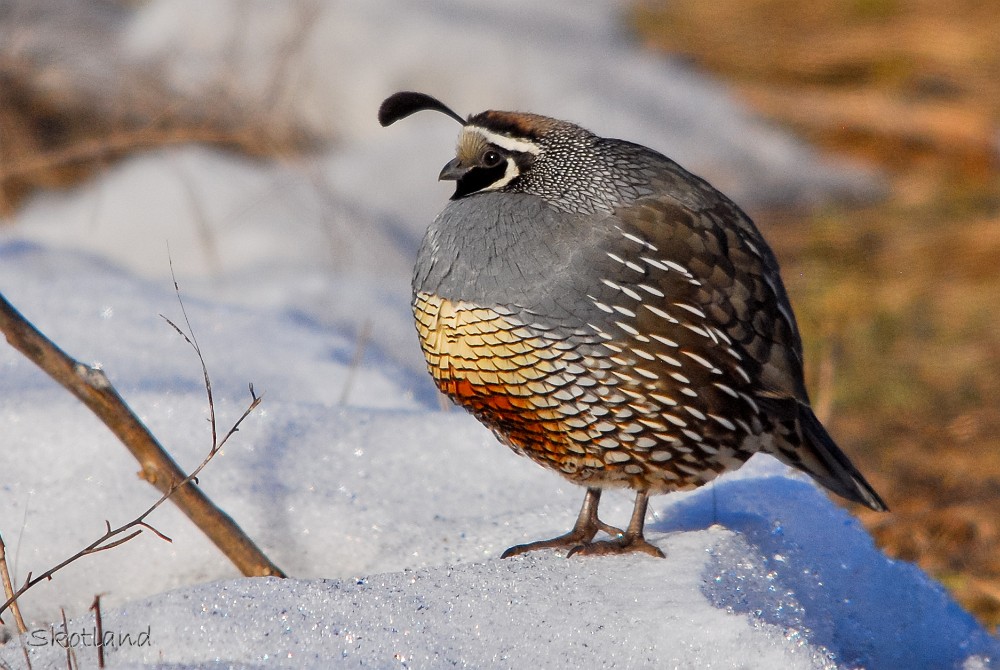 California quail