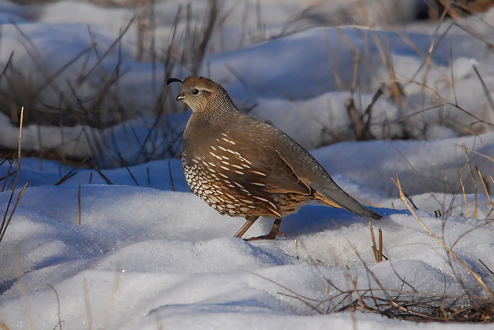 California-quail-1