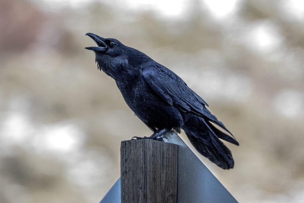 Common raven (2)