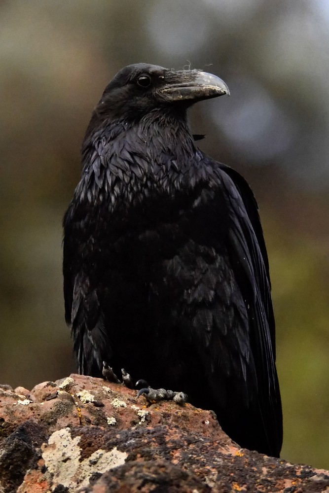 Common raven