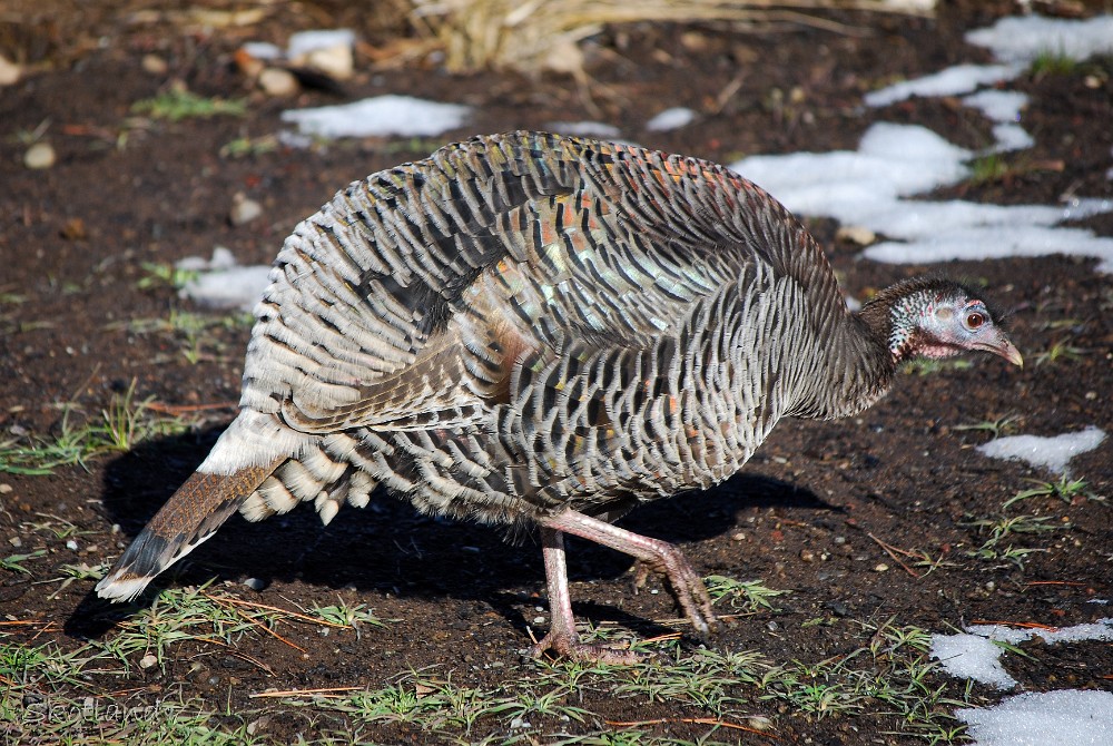 Hen-turkey