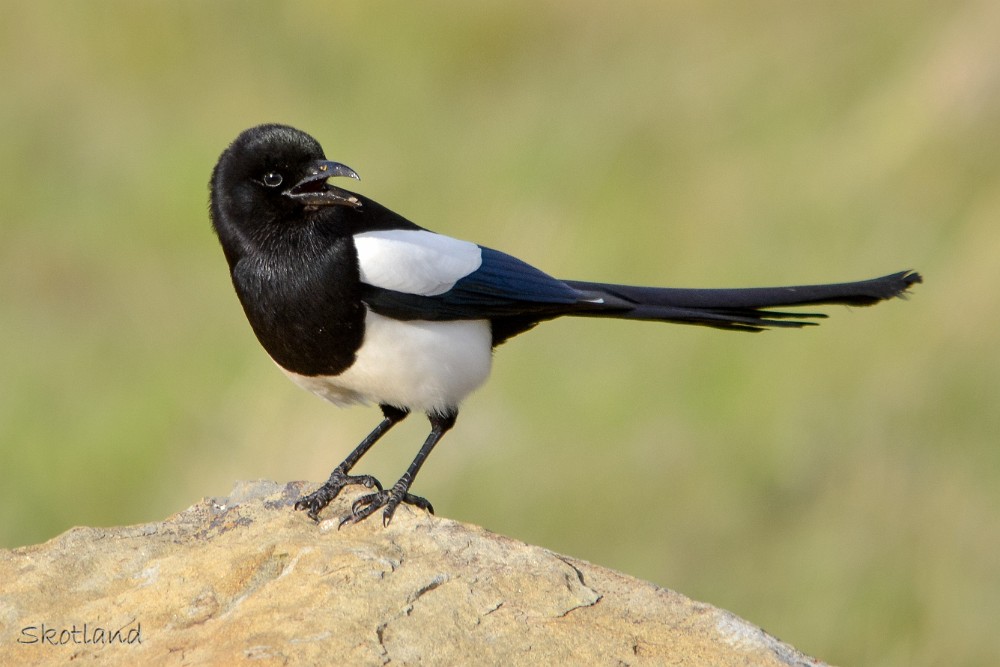 Magpie