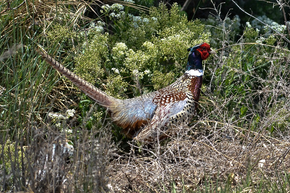 Rooster Pheasant