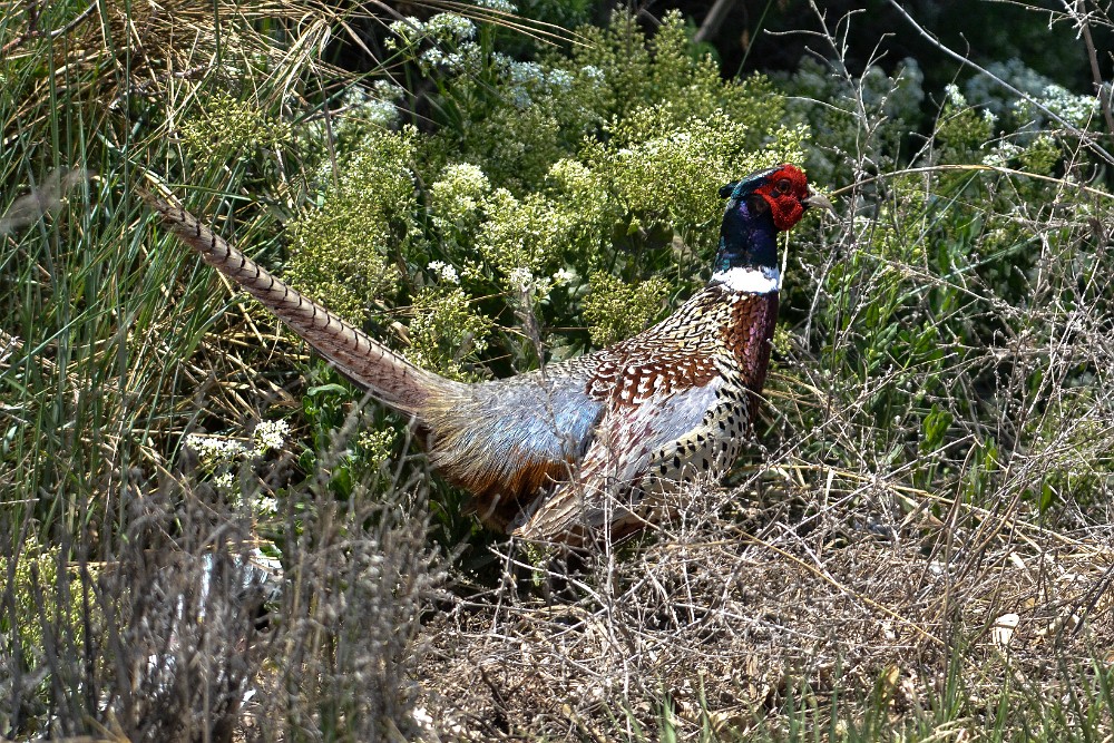 Rooster-Pheasant