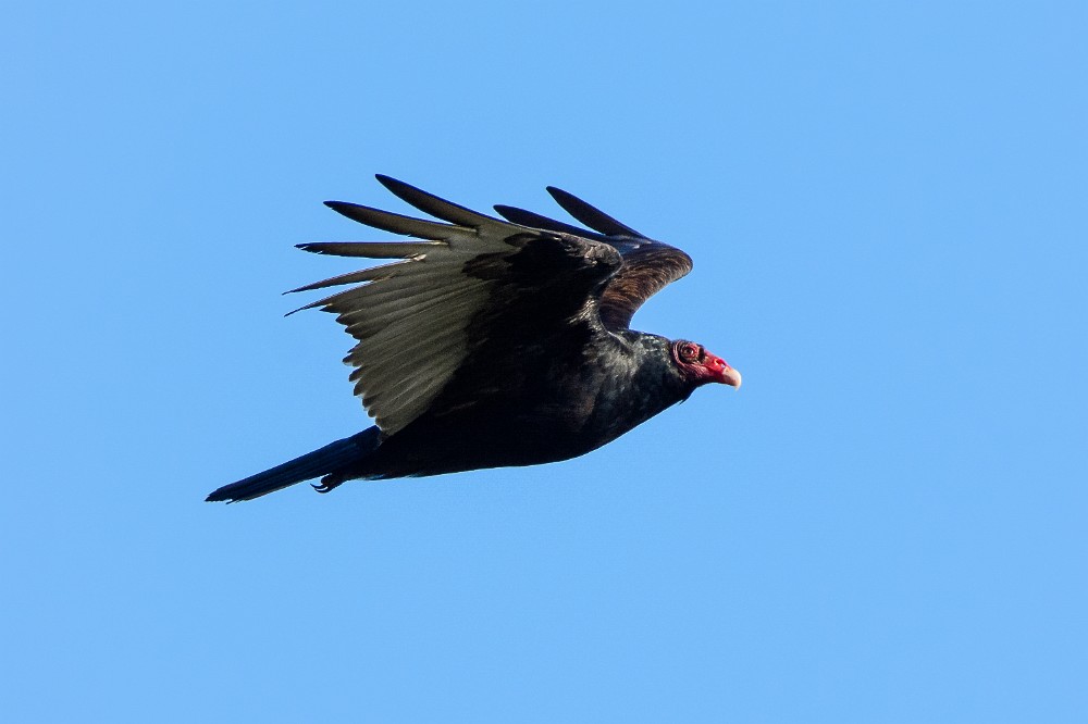 Turkey-Vulture