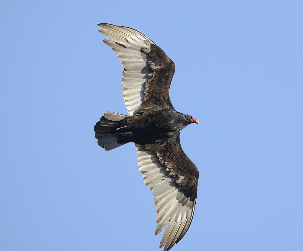 Turkey-Vulture 1