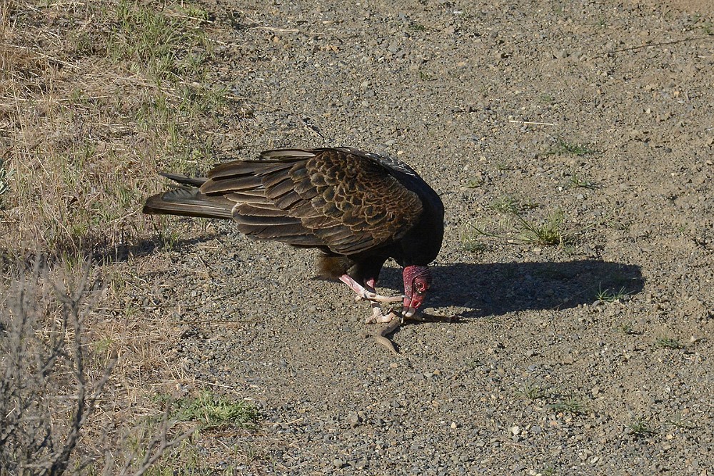 Turkey-Vulture 2