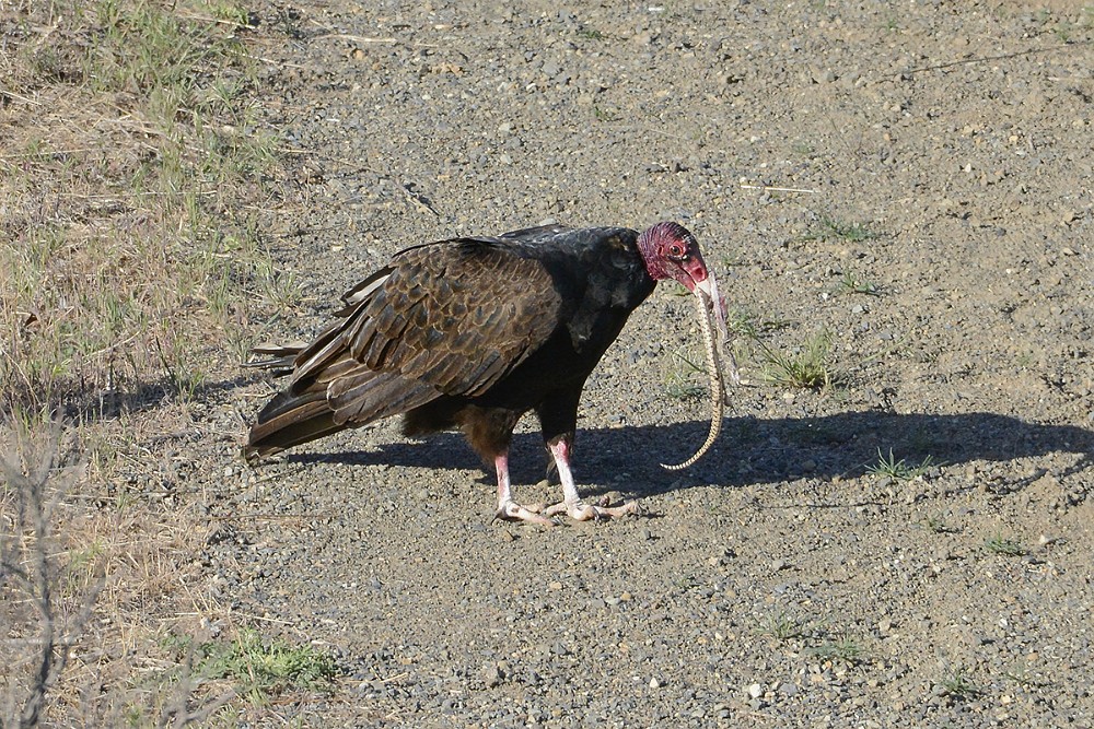 Turkey-Vulture 3