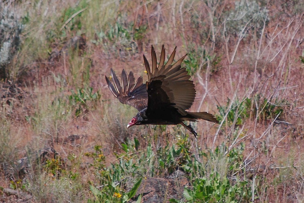 Turkey-Vulture 4