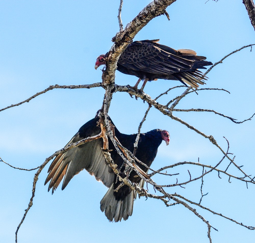 Turkey-Vultures