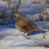 California-quail-1