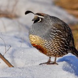 California-quail