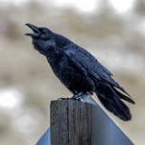 Common raven (2)