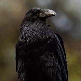 Common-raven