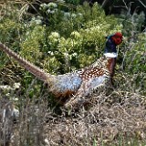 Rooster-Pheasant