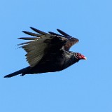 Turkey-Vulture